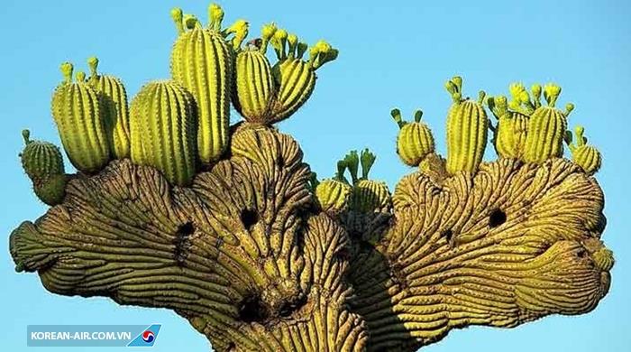xương rồng Saguaro gai góc